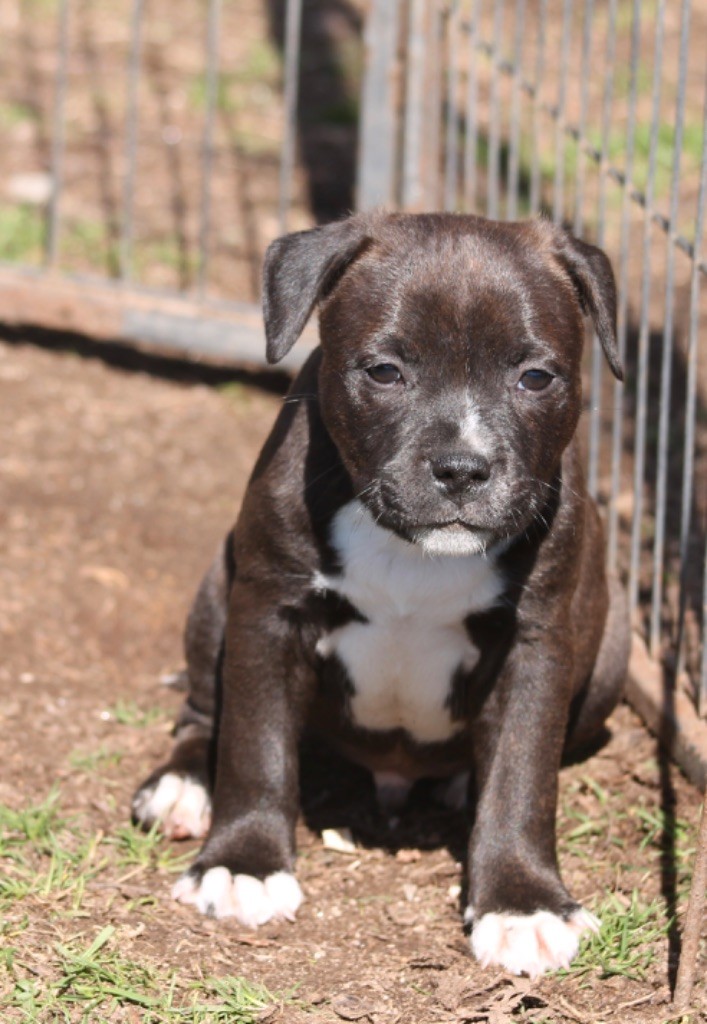 Of Suprême Staffy's - Chiot disponible  - Staffordshire Bull Terrier