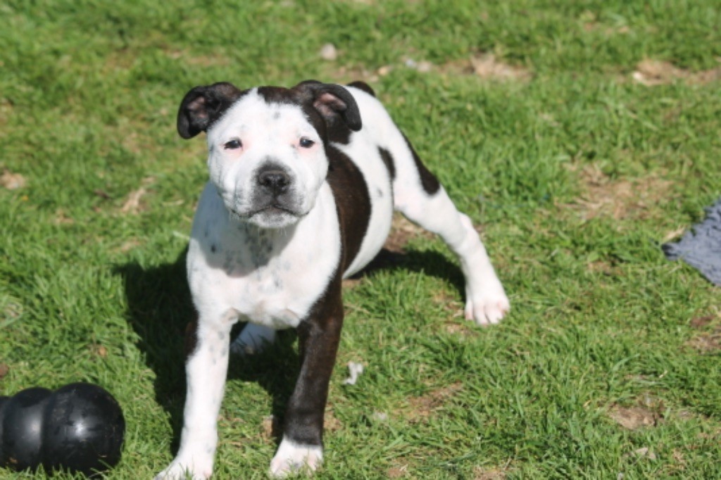Of Suprême Staffy's - Chiot disponible  - Staffordshire Bull Terrier