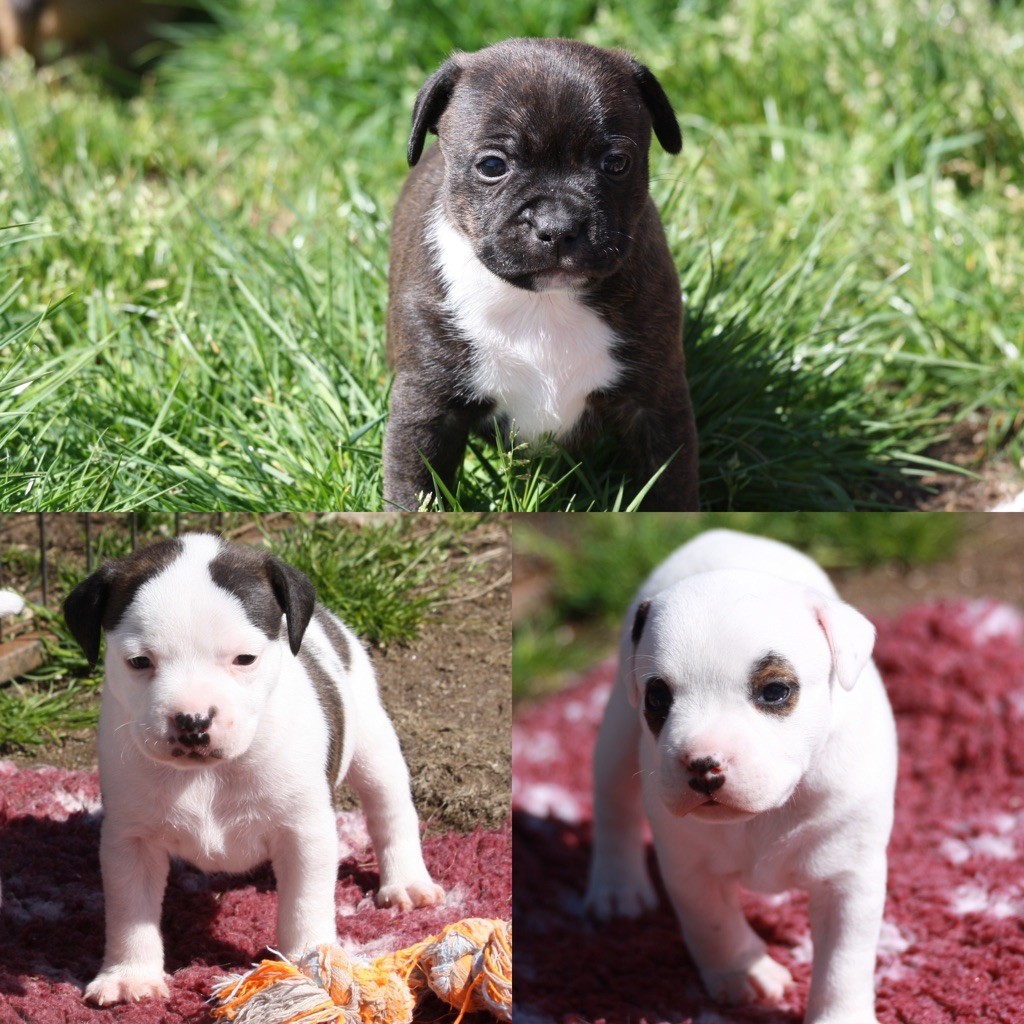 Of Suprême Staffy's - 3 superbes mâles LOF disponibles à la réservation 