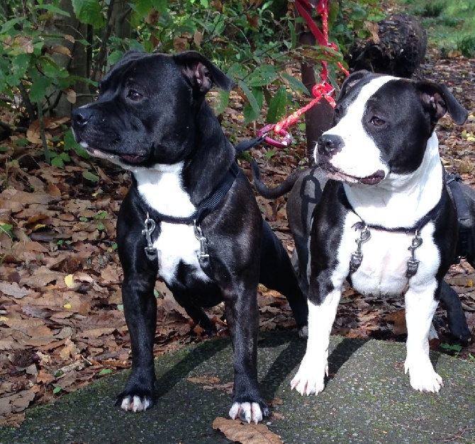 Of Suprême Staffy's - confirmation des deux fistons 