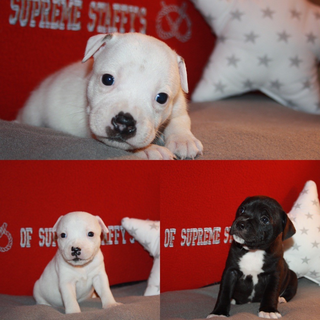 Of Suprême Staffy's - 3 derniers petits trésors disponibles 