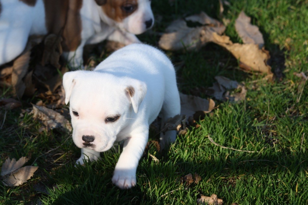 Of Suprême Staffy's - Dernière femelle disponible sur la portée de Tennessee 