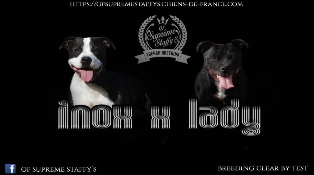 Of Suprême Staffy's - Dernier petit mâle disponible sur la portée Inox X Lady 