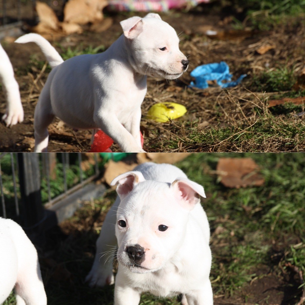 Of Suprême Staffy's - Deux derniers bébés disponibles à la réservation 