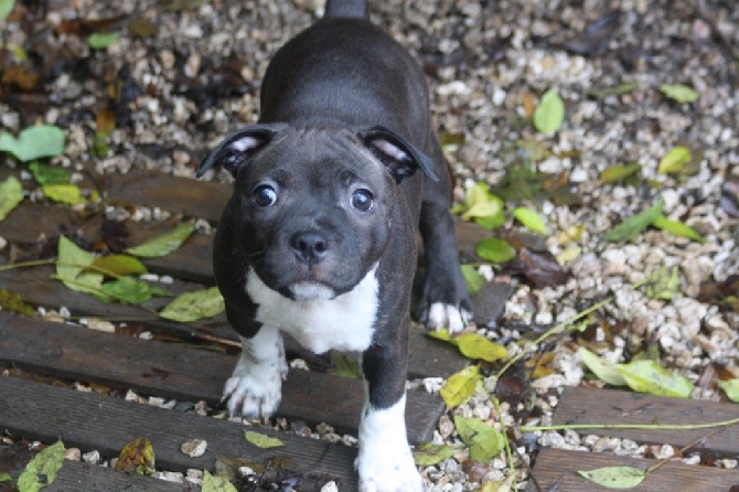 Of Suprême Staffy's - Nouveau membre de notre belle famille 