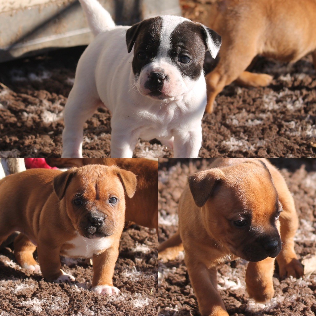 chiot Staffordshire Bull Terrier Of Suprême Staffy's