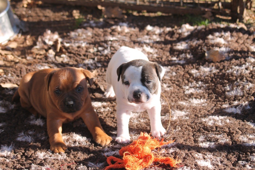 chiot Staffordshire Bull Terrier Of Suprême Staffy's