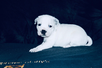 ARIZONA OF SUPREME STAFFY?S 