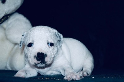 ARIZONA OF SUPREME STAFFY?S 