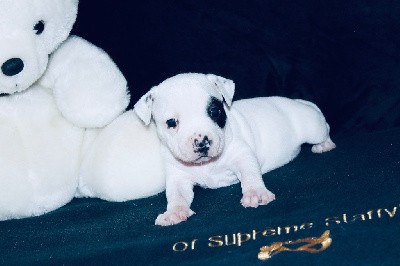 ASTON OF SUPREME STAFFY?S 