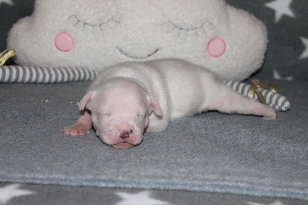 Of Suprême Staffy's - Chiot disponible  - Staffordshire Bull Terrier