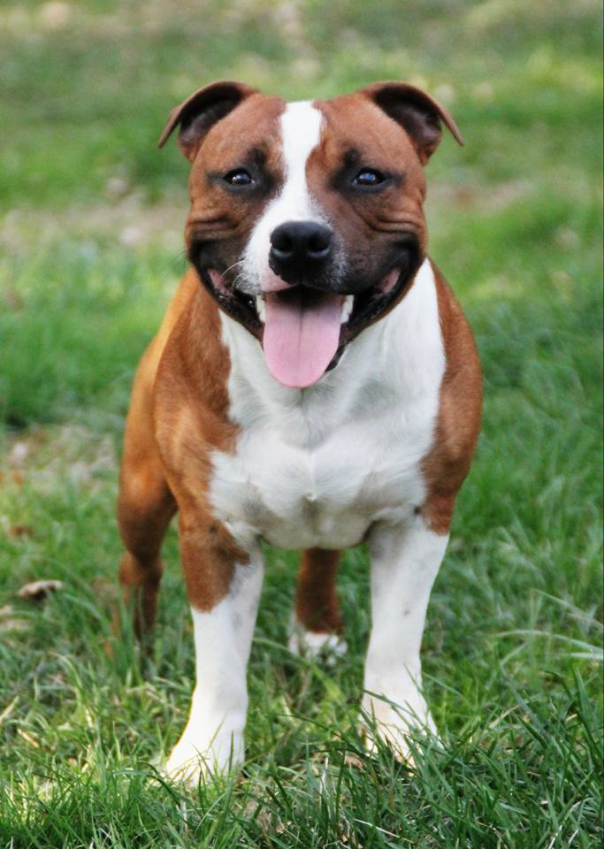 Mist and fury Of Suprême Staffy's