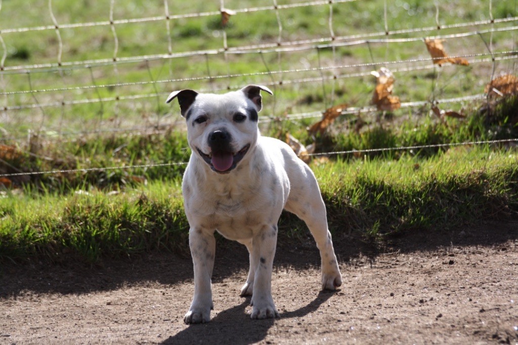 Of Suprême Staffy's Raw power