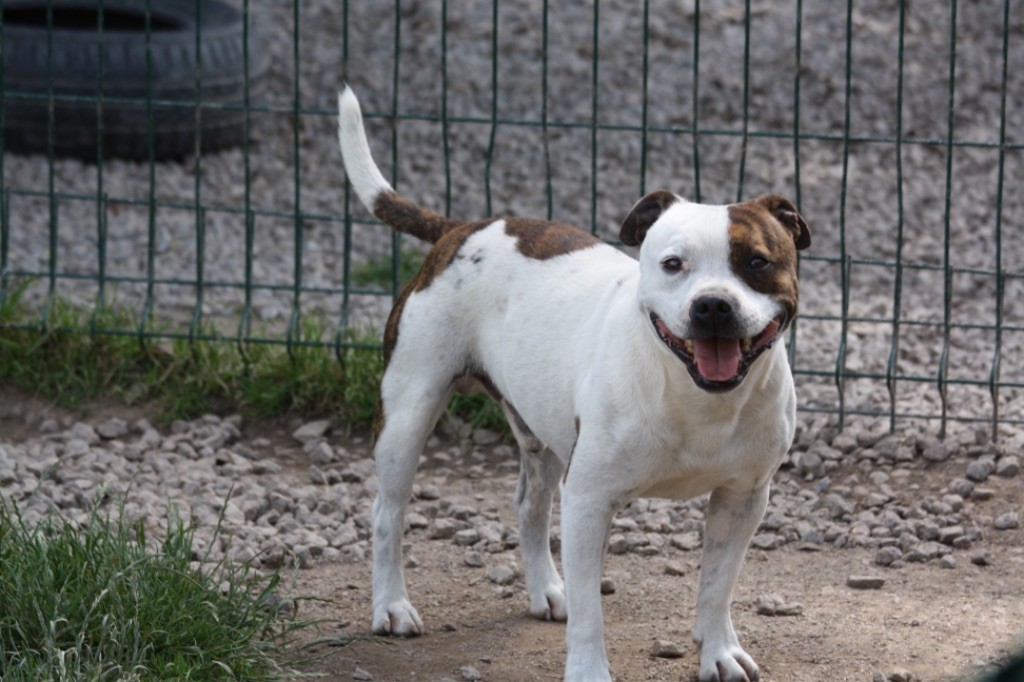 Of Suprême Staffy's Natural high archie