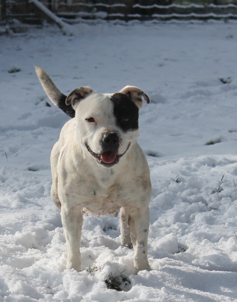 Opposite attract Of Suprême Staffy's