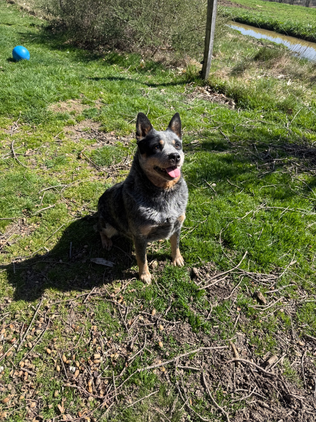 alcheringa Josephine AKA Doli