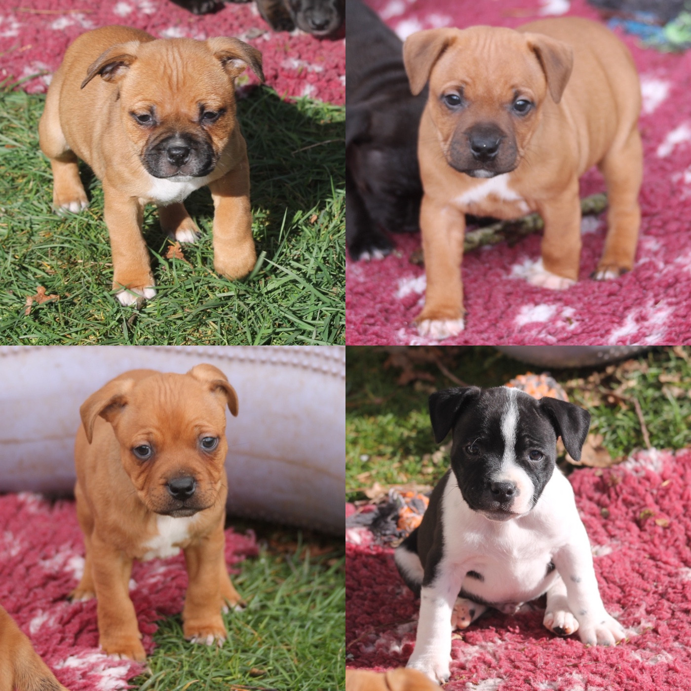 Of Suprême Staffy's - Mes bebes Disponibles à la réservation