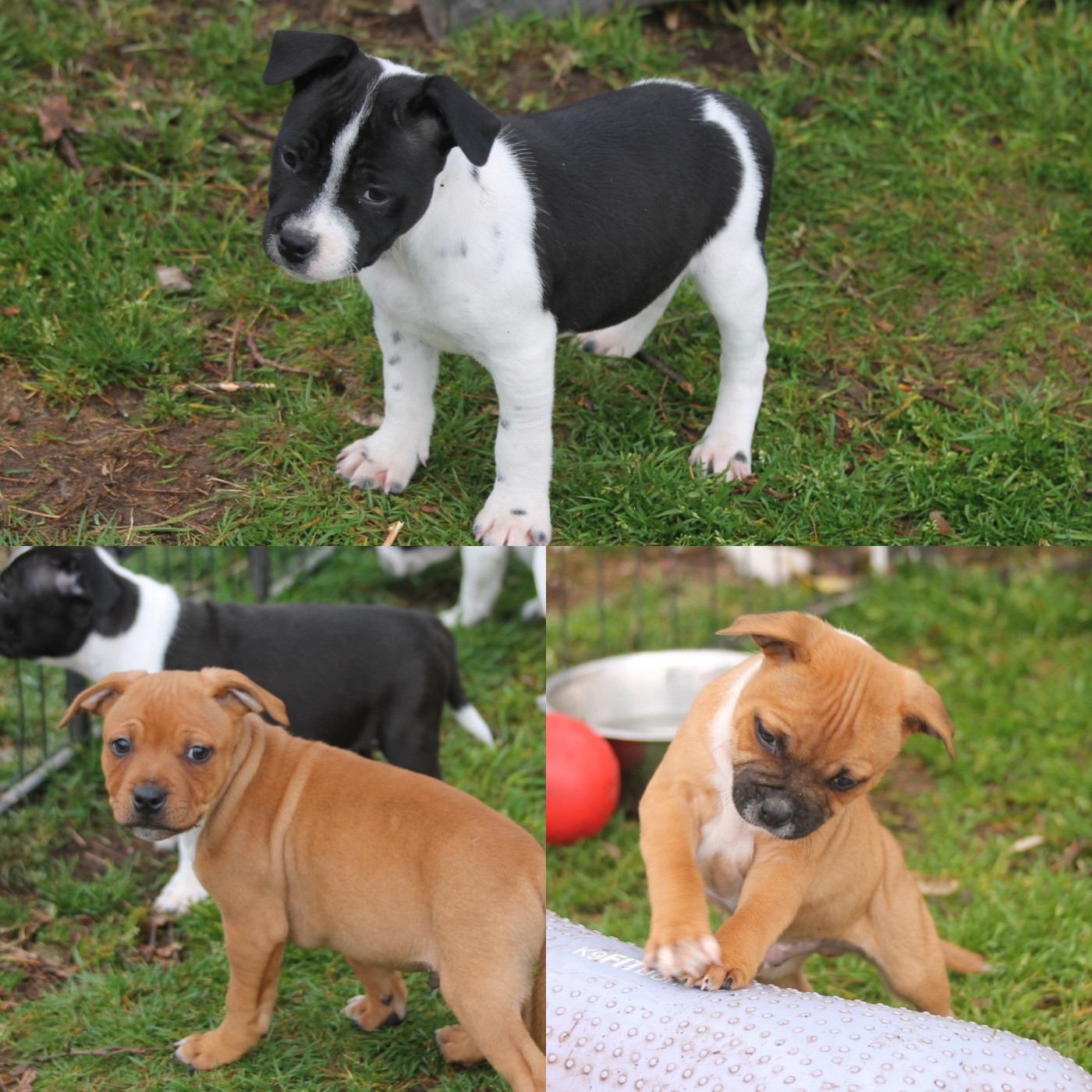 Les bébés attendent leur famille pour la vie
