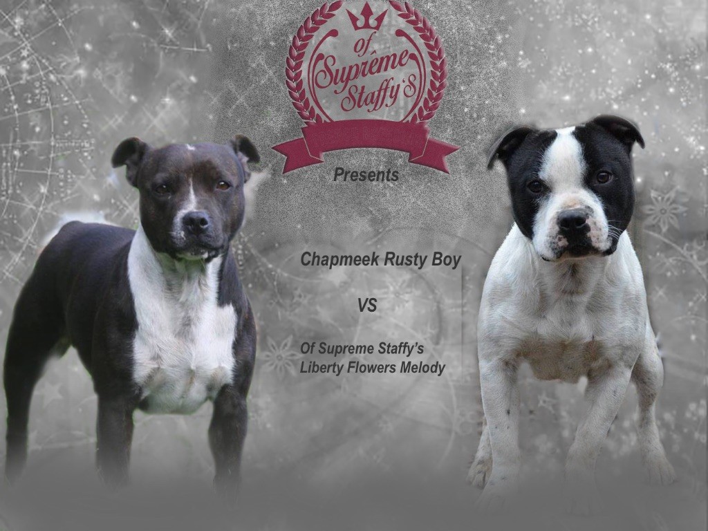 Chiot Staffordshire Bull Terrier Of Suprême Staffy's