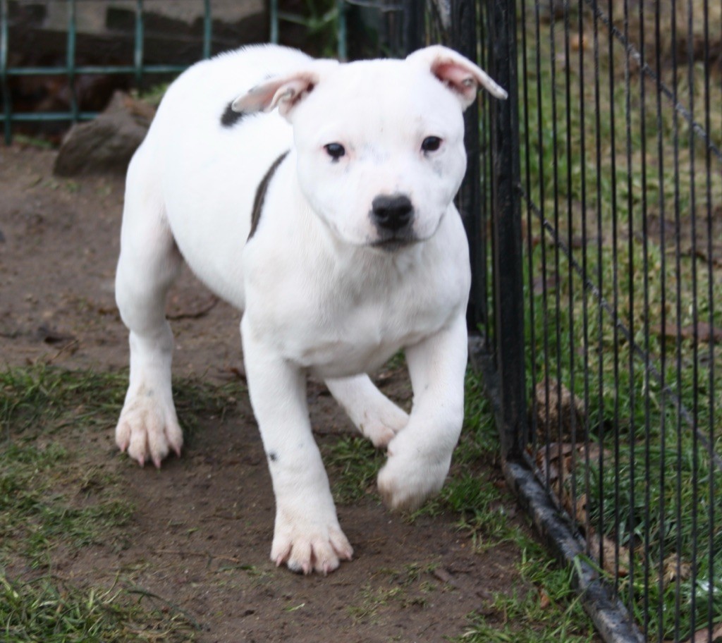 Chiot Staffordshire Bull Terrier Of Suprême Staffy's