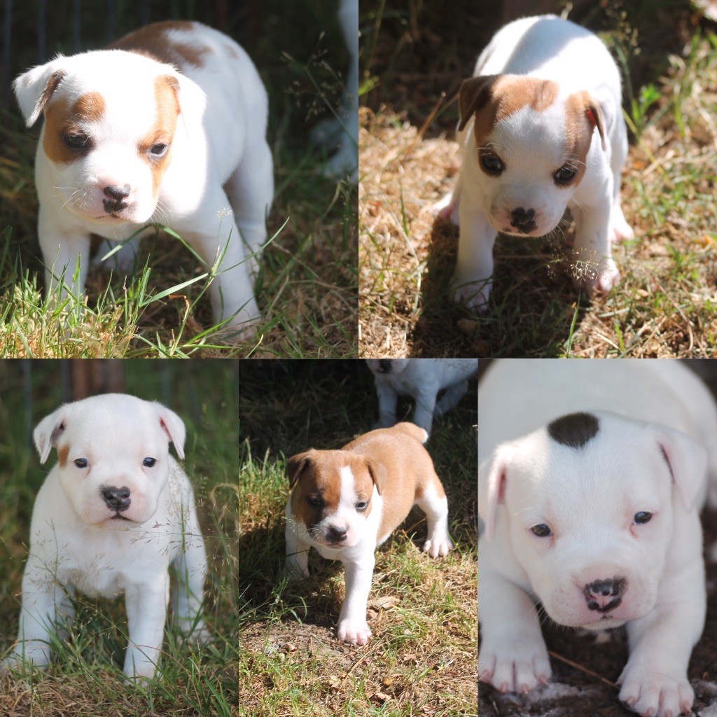 Chiot Staffordshire Bull Terrier Of Suprême Staffy's