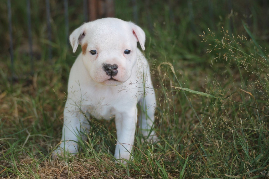 Of Suprême Staffy's - Chiots disponibles - Staffordshire Bull Terrier