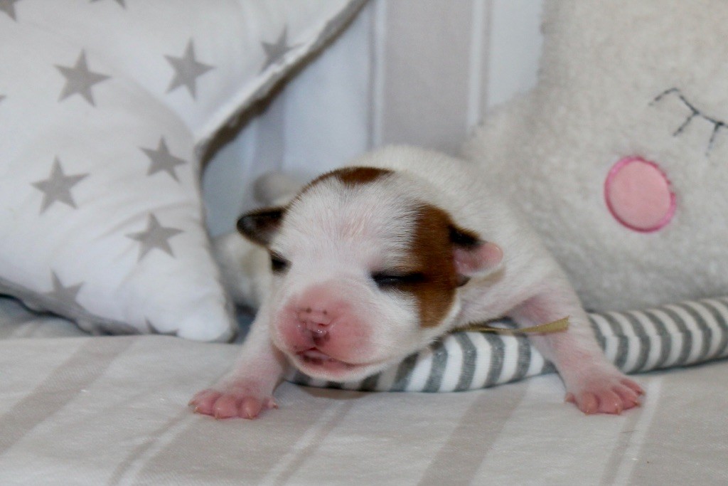 Of Suprême Staffy's - Chiots disponibles - Staffordshire Bull Terrier