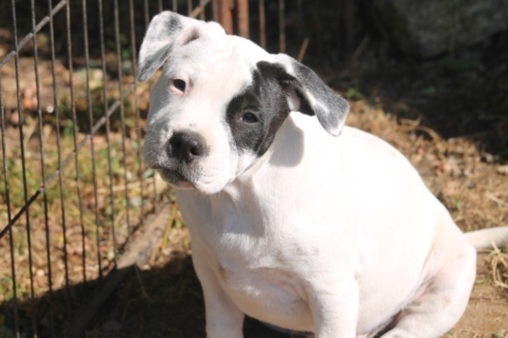 Virgil of supreme staffy?s 