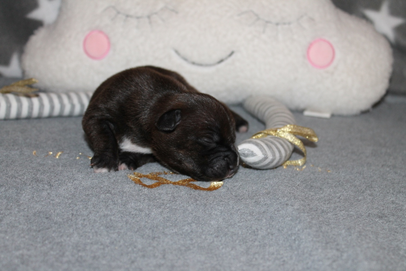 Of Suprême Staffy's - Chiots disponibles - Staffordshire Bull Terrier