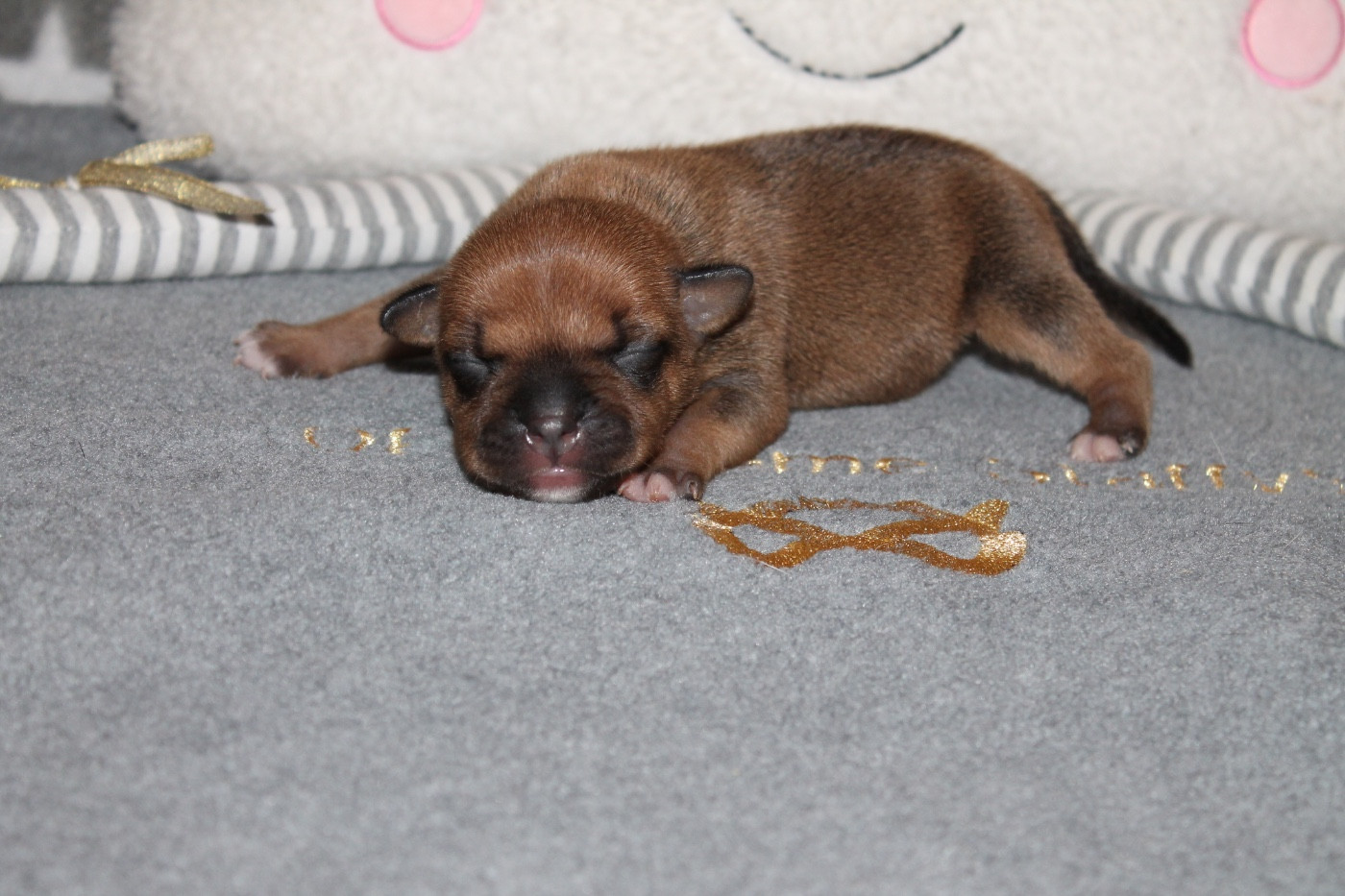 Of Suprême Staffy's - Chiots disponibles - Staffordshire Bull Terrier