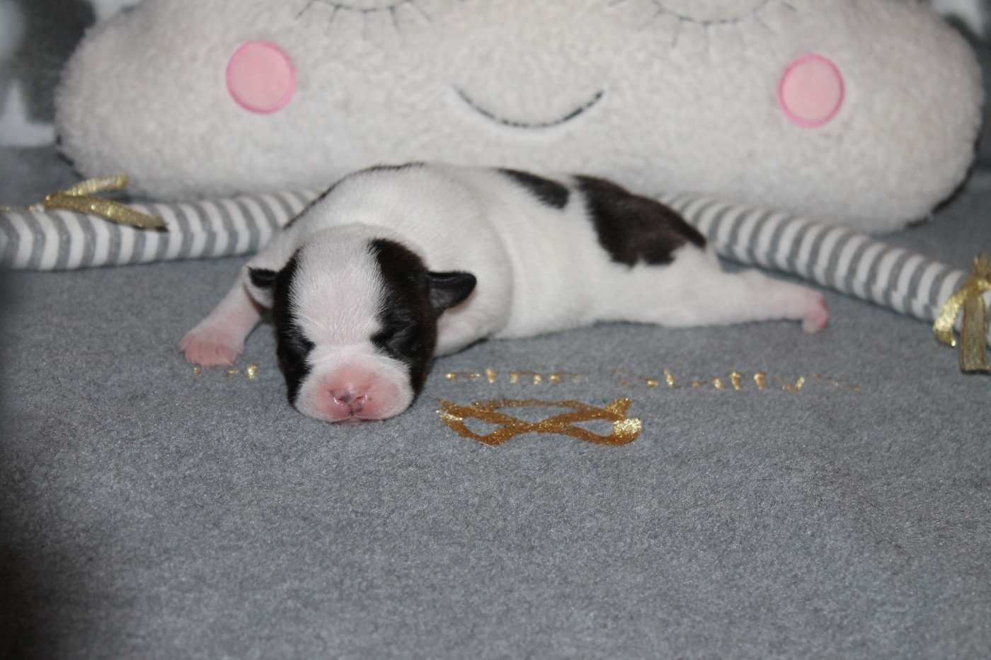 Of Suprême Staffy's - Chiots disponibles - Staffordshire Bull Terrier