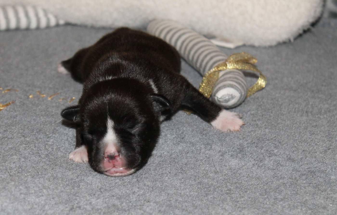 Of Suprême Staffy's - Chiots disponibles - Staffordshire Bull Terrier