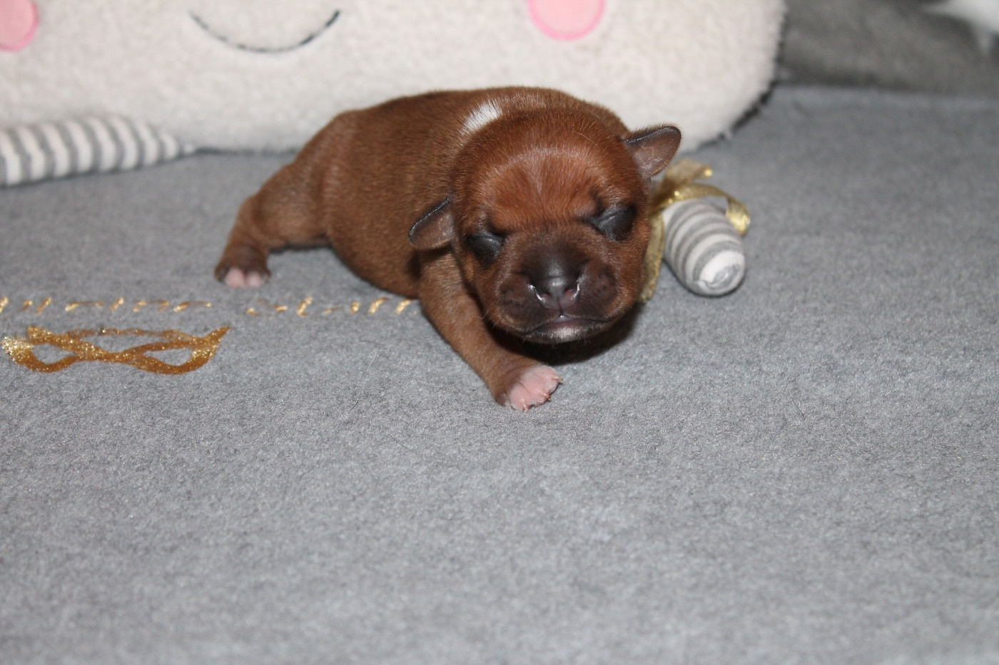 Of Suprême Staffy's - Chiots disponibles - Staffordshire Bull Terrier