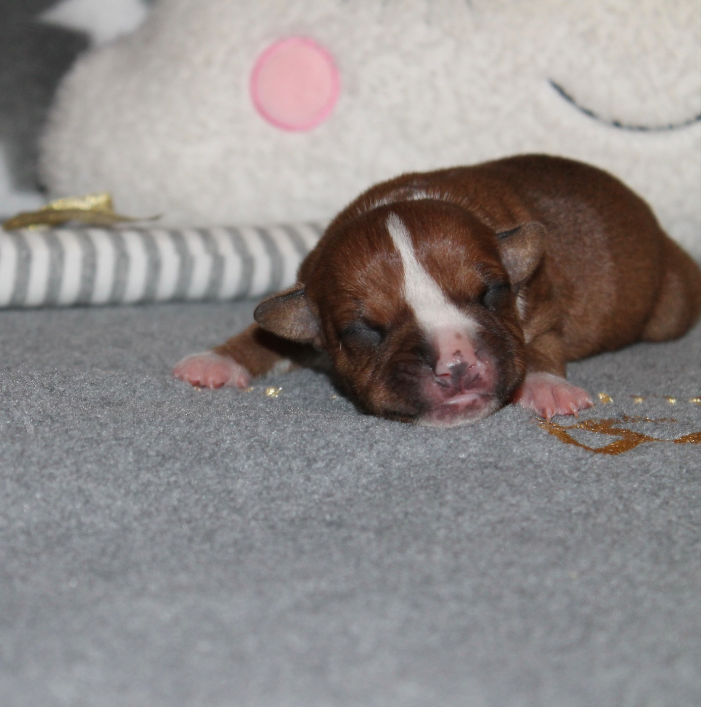 Of Suprême Staffy's - Chiots disponibles - Staffordshire Bull Terrier