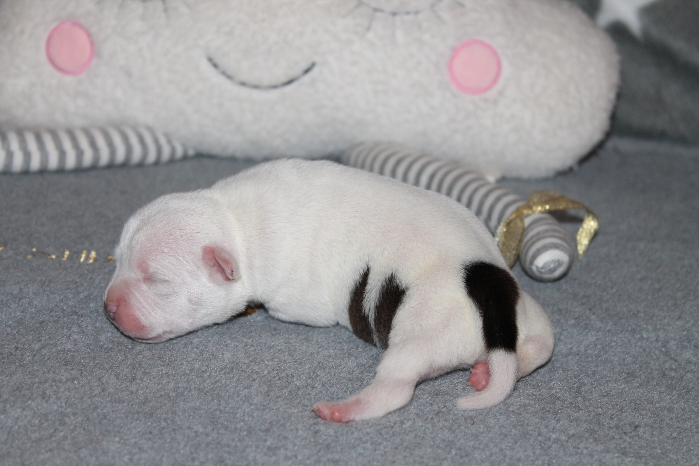Of Suprême Staffy's - Chiots disponibles - Staffordshire Bull Terrier