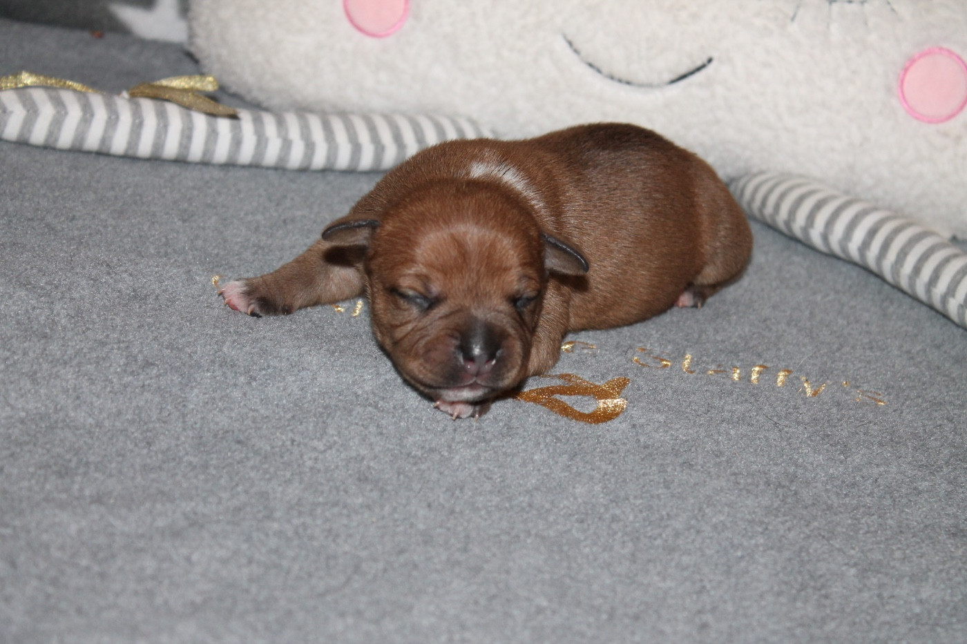 Of Suprême Staffy's - Chiots disponibles - Staffordshire Bull Terrier