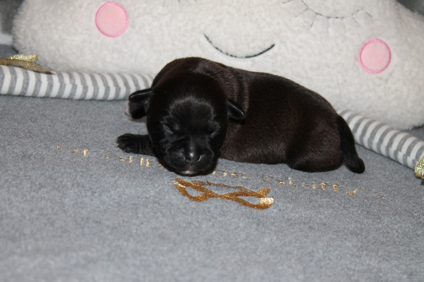 Of Suprême Staffy's - Chiots disponibles - Staffordshire Bull Terrier