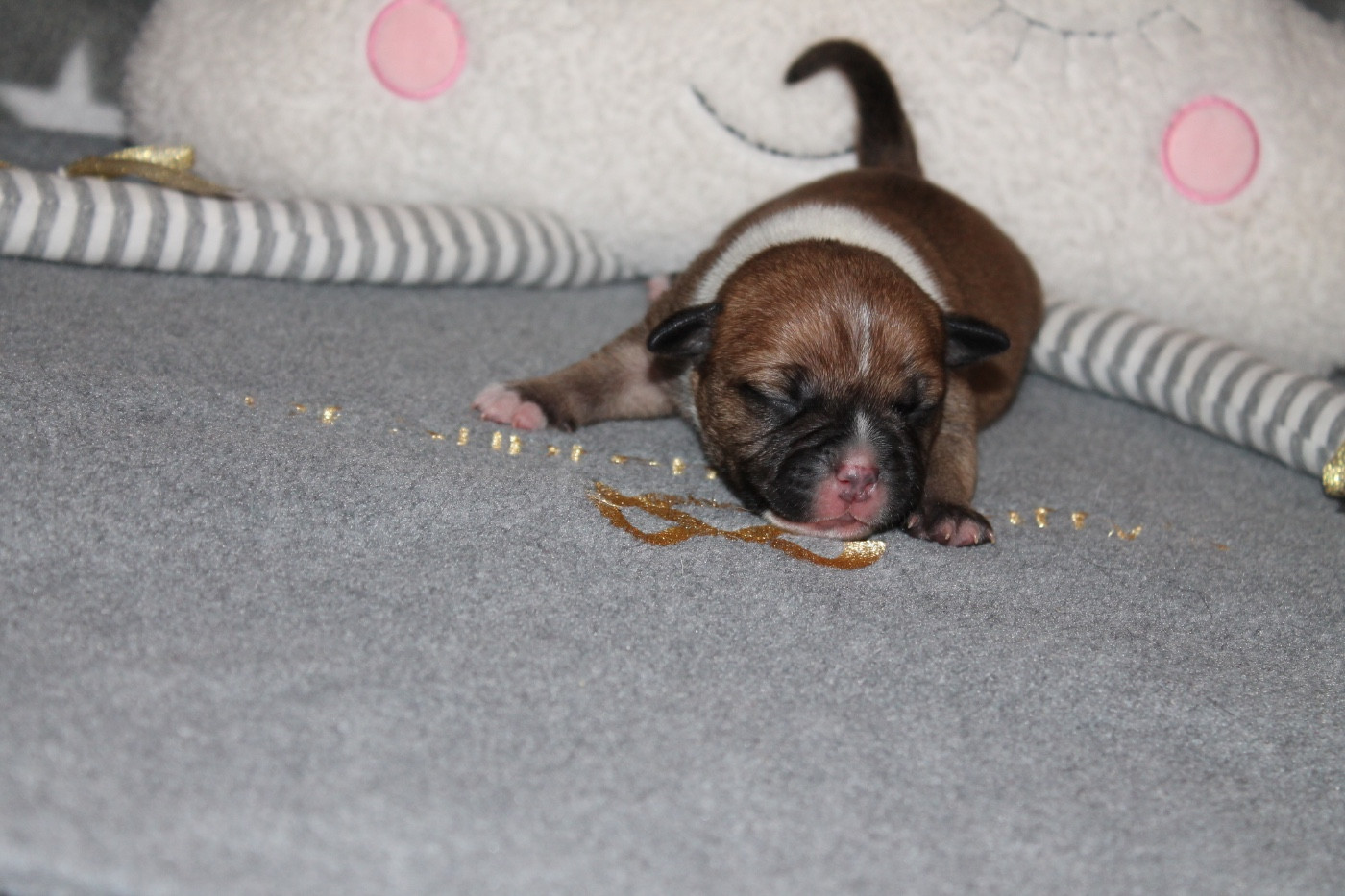 Of Suprême Staffy's - Chiots disponibles - Staffordshire Bull Terrier