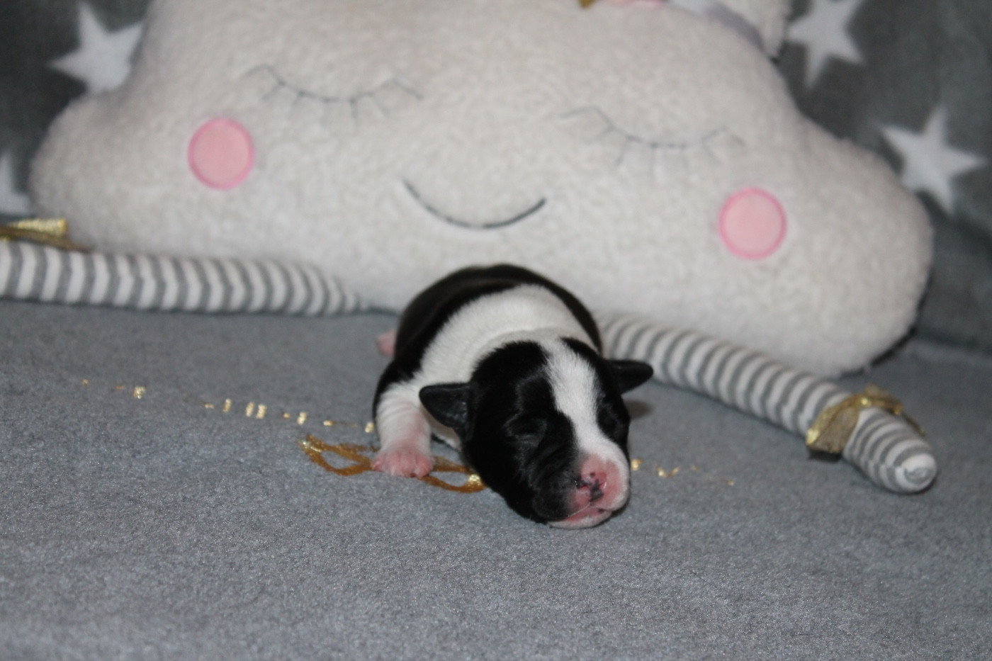 Of Suprême Staffy's - Chiots disponibles - Staffordshire Bull Terrier