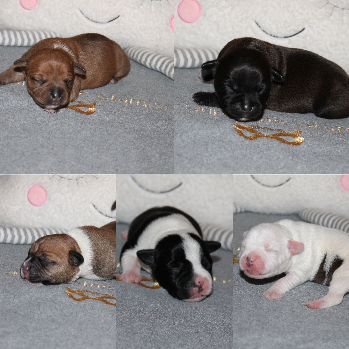 Chiot Staffordshire Bull Terrier Of Suprême Staffy's