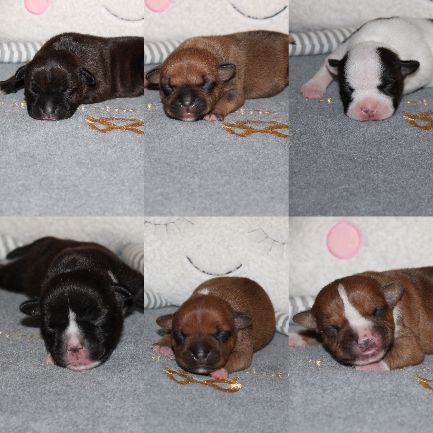 Chiot Staffordshire Bull Terrier Of Suprême Staffy's