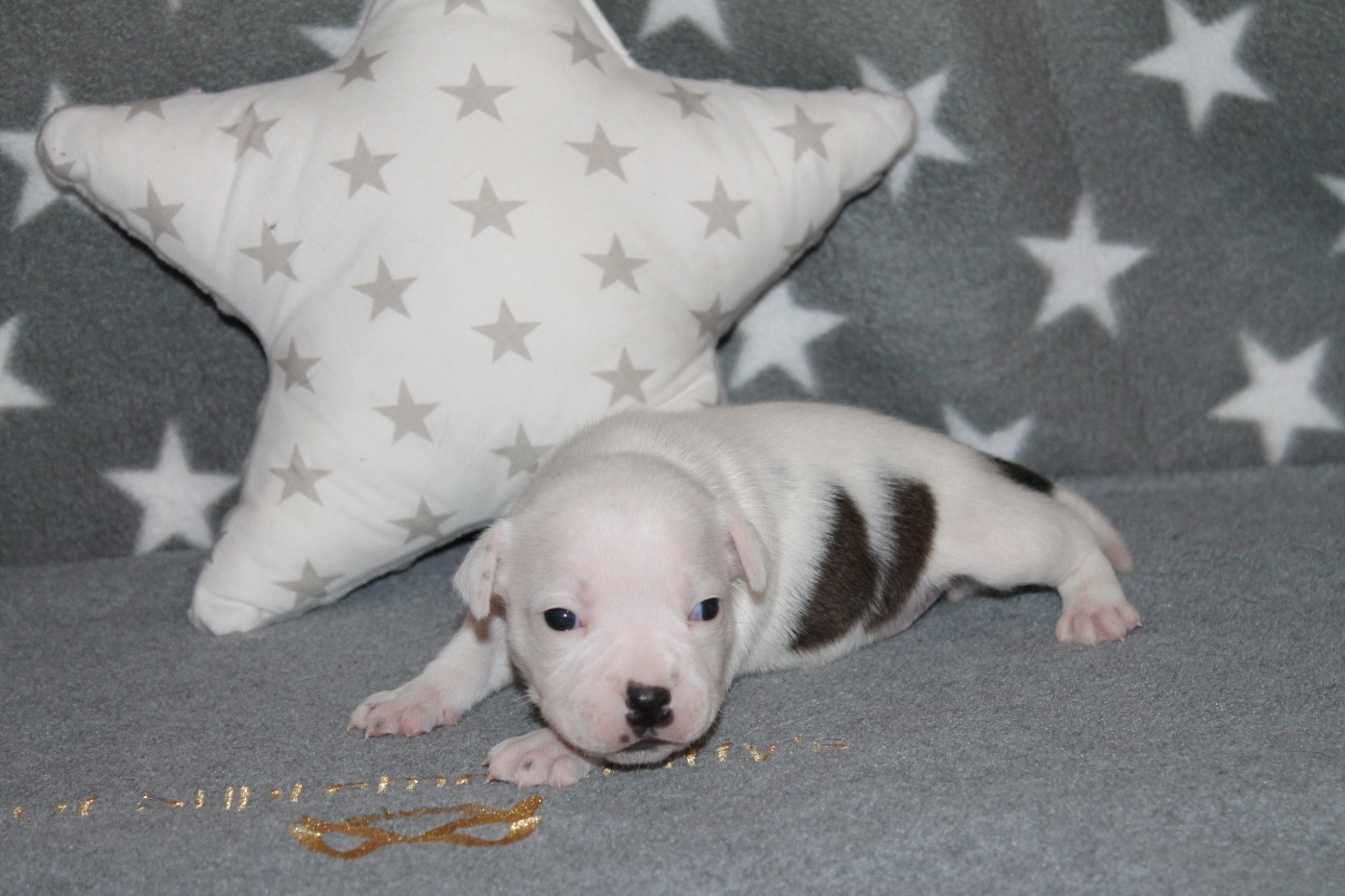 Of Suprême Staffy's - Chiots disponibles - Staffordshire Bull Terrier
