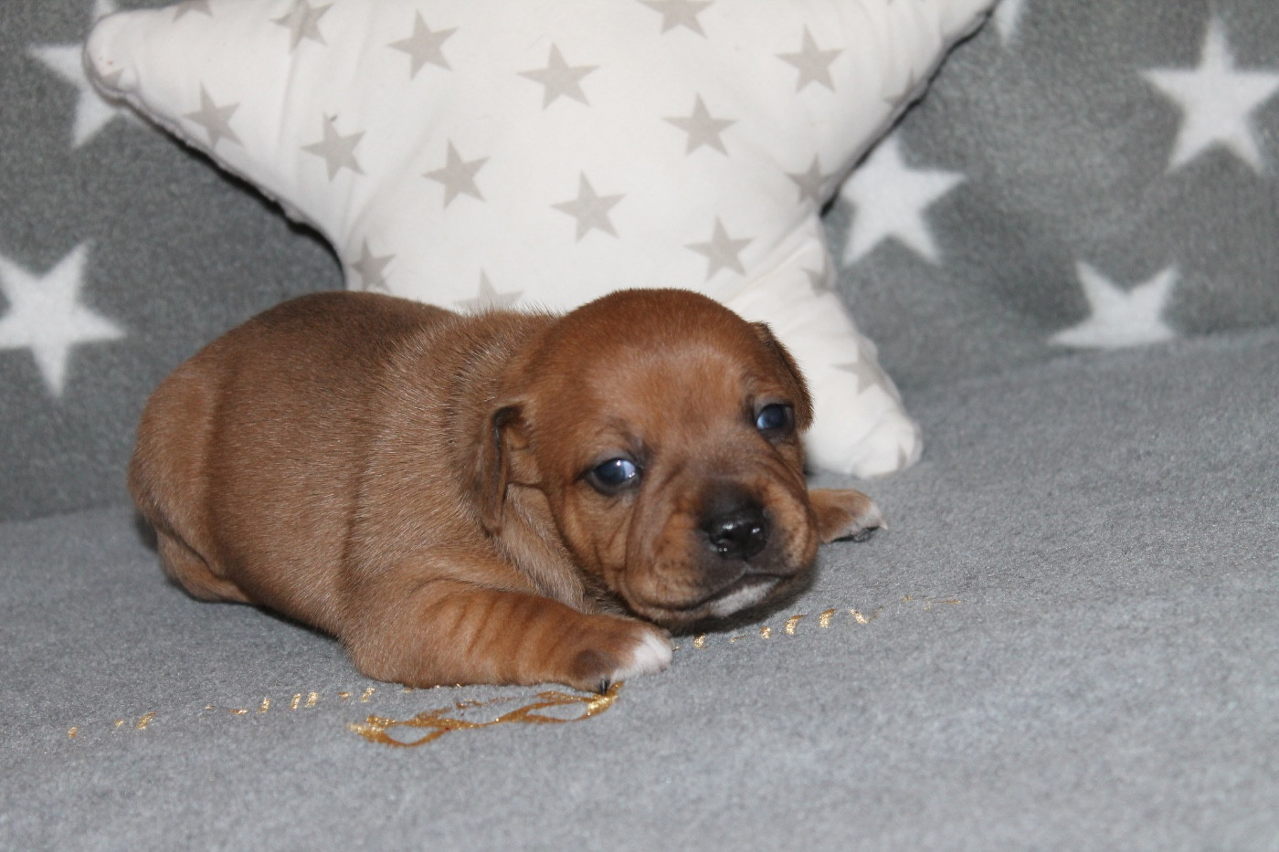 Of Suprême Staffy's - Chiots disponibles - Staffordshire Bull Terrier
