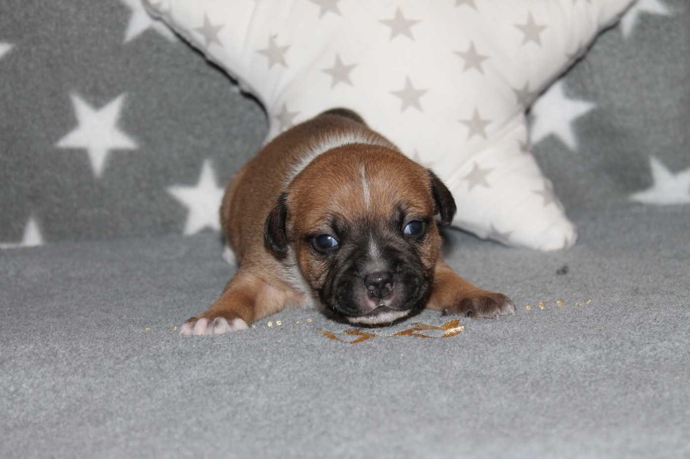 Of Suprême Staffy's - Chiots disponibles - Staffordshire Bull Terrier
