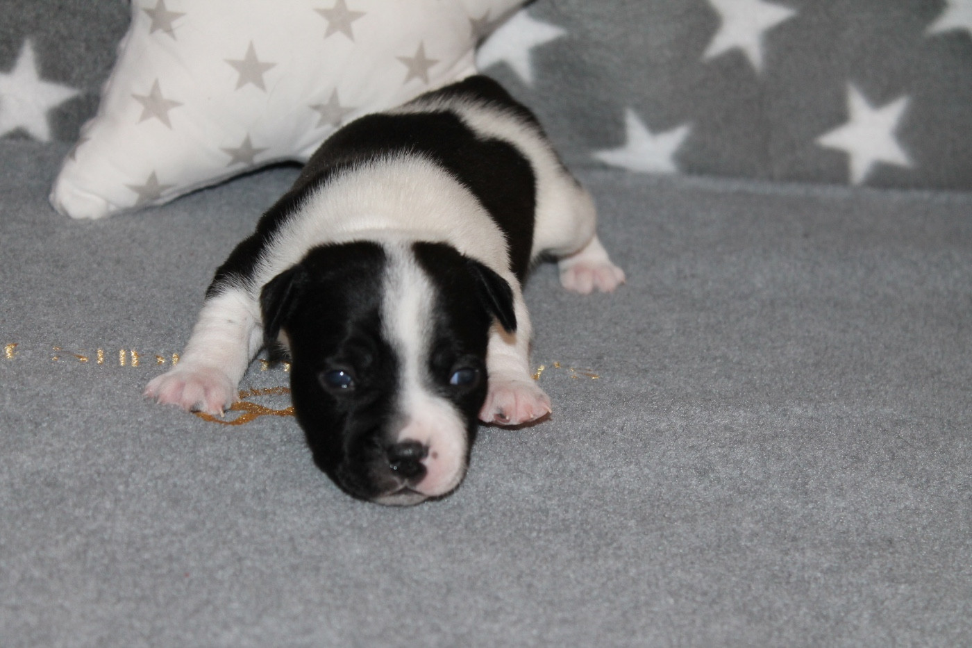 Of Suprême Staffy's - Chiots disponibles - Staffordshire Bull Terrier