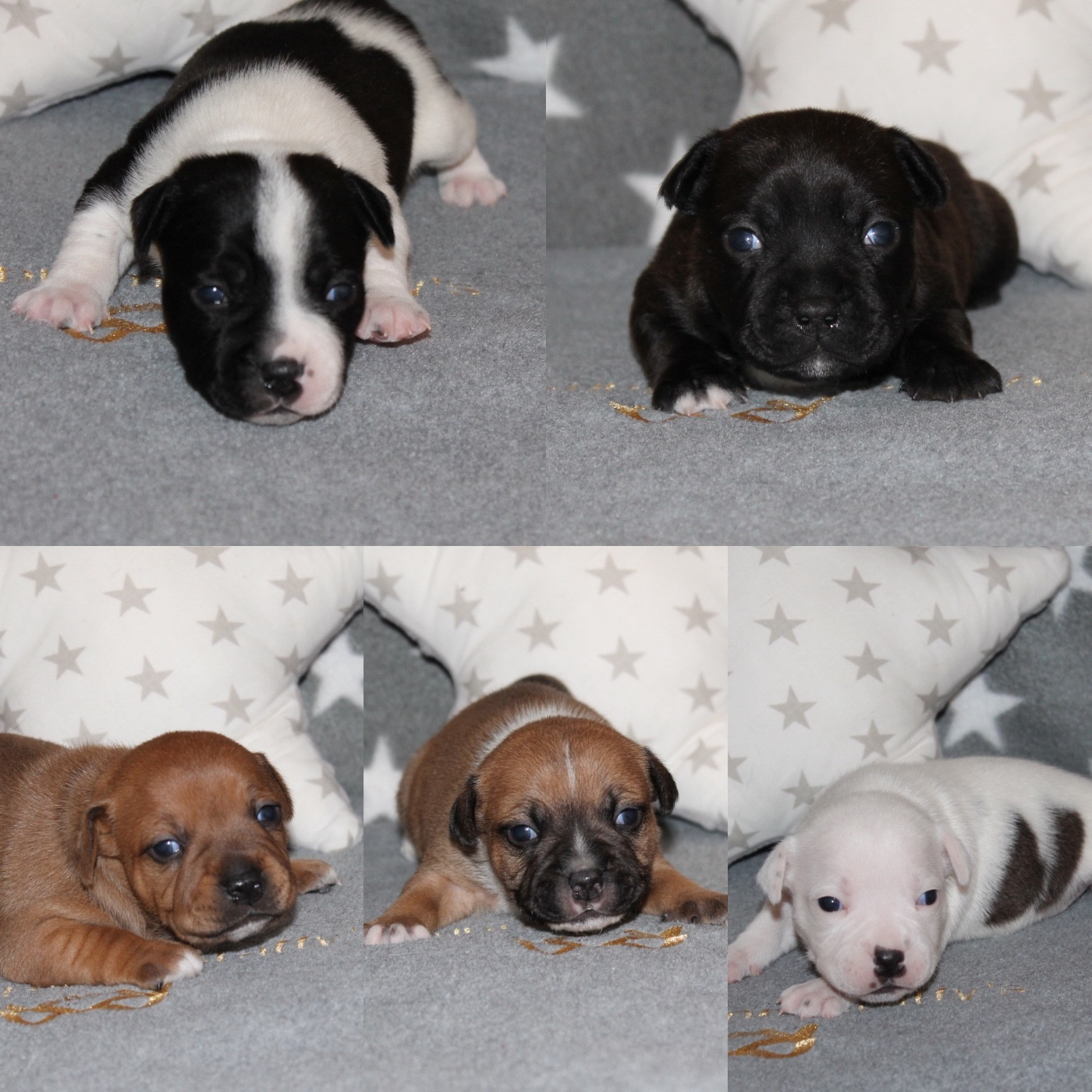 Of Suprême Staffy's - Staffordshire Bull Terrier - Portée née le 16/12/2025