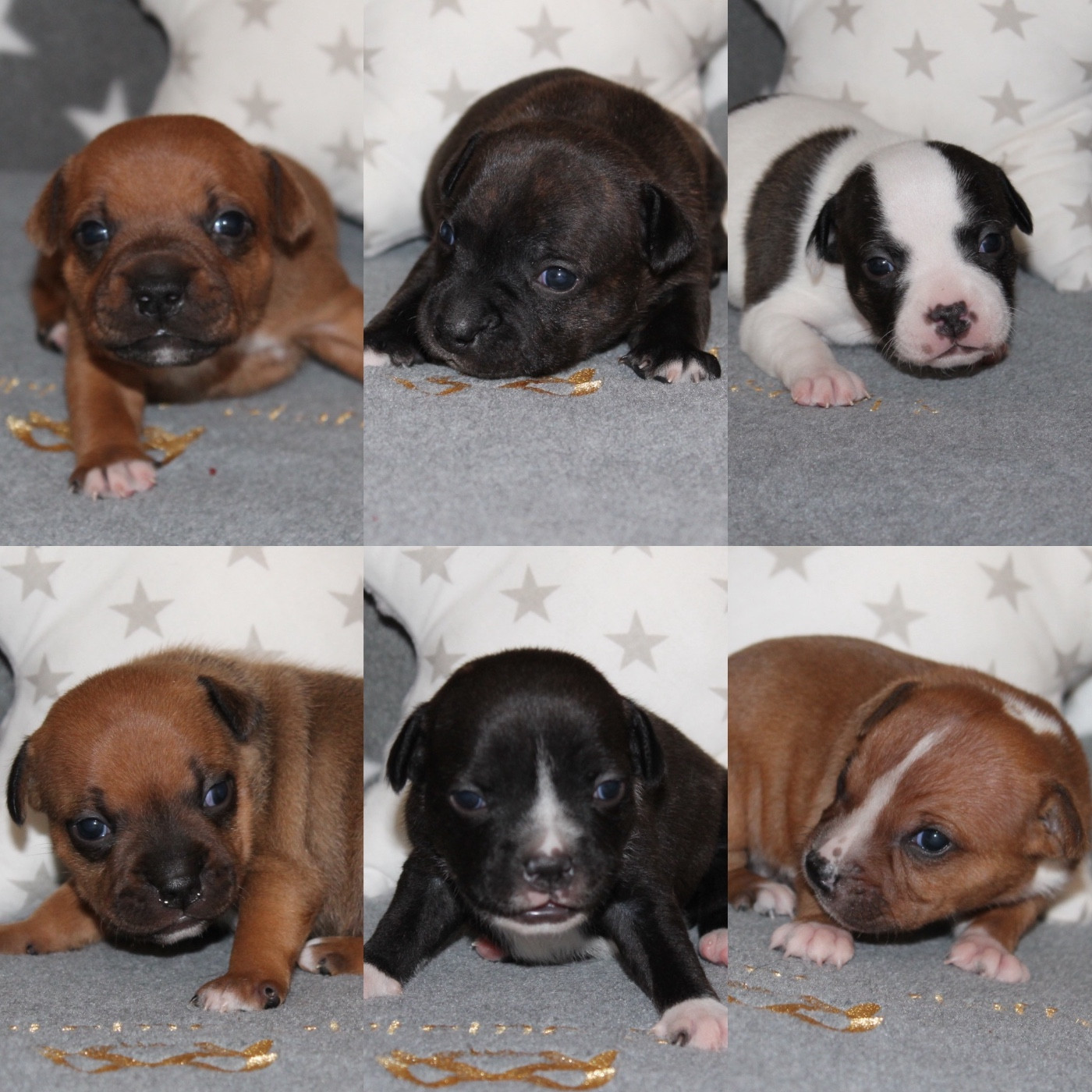 Of Suprême Staffy's - Staffordshire Bull Terrier - Portée née le 15/12/2025