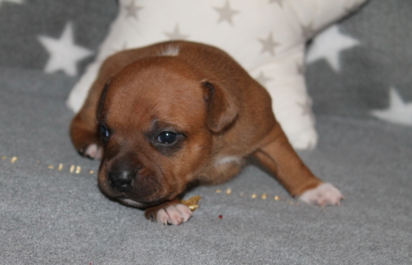 Of Suprême Staffy's - Chiots disponibles - Staffordshire Bull Terrier