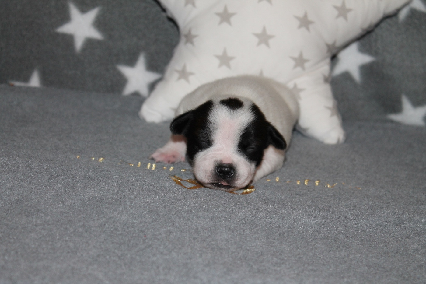 Of Suprême Staffy's - Chiots disponibles - Staffordshire Bull Terrier