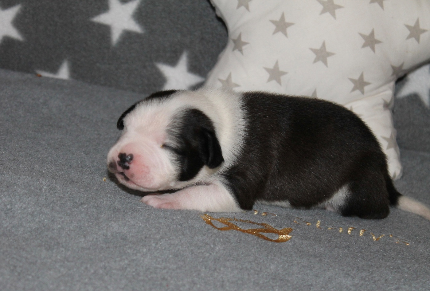 Of Suprême Staffy's - Chiots disponibles - Staffordshire Bull Terrier